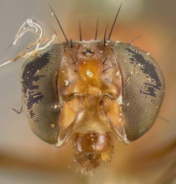 Media type: image;   Entomology 13328 Aspect: head frontal view